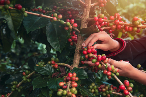 Costa Rica Kaffee La Pastora Tarrazú